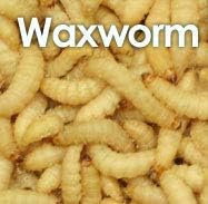 MONTAUR 50 waxworms (15g)